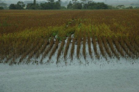 Chuva atrasa e provoca perdas na colheita da soja em Mato Grosso do Sul