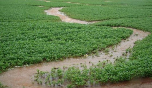 lavoura-alagada-640x372