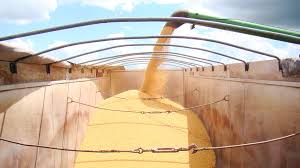 Soja é principal produto de MS adquirido pelo mercado Chinês - (Foto: Divulgação)