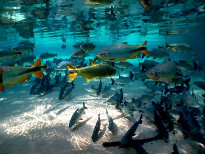bonito-peixes