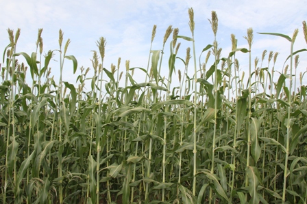 sorgo_agencia_de_noticias_embrapa
