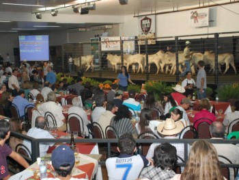 Leilões na Expoagro são sempre um sucesso. (Foto: Divulgação).