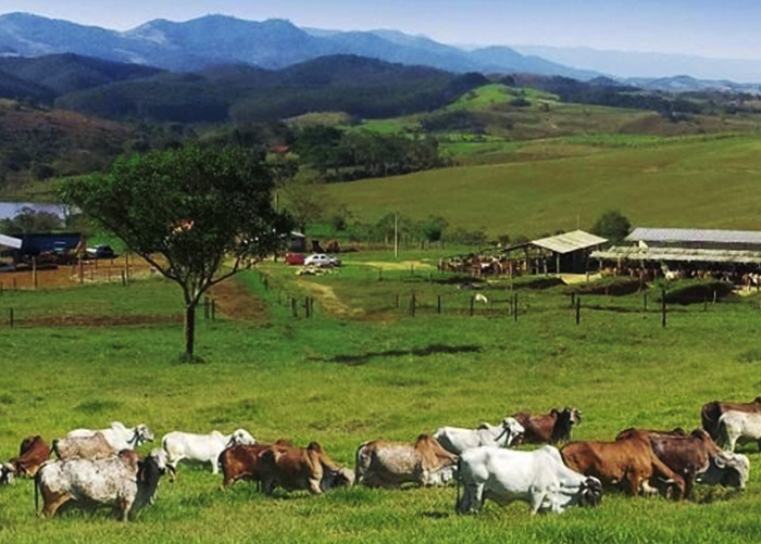 A alergia à proteína do leite de vaca, conhecida como APLV, é um problema mais observado na infância. (Foto: Divulgação).