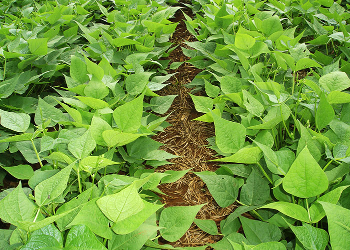 Melhoramento genético melhorou produtividade e qualidade do feijão brasileiro - Foto: Sebastião Araújo
