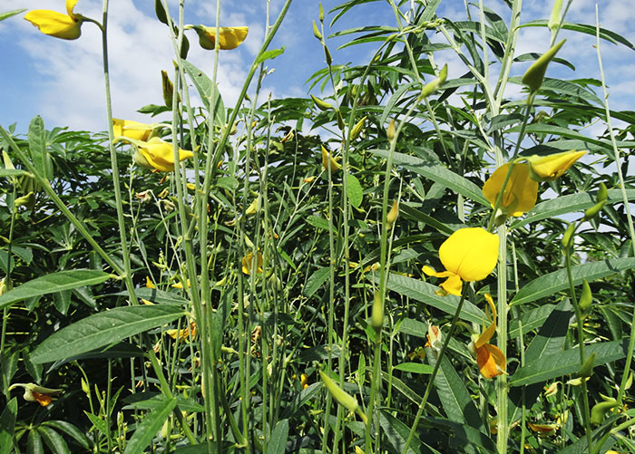 A tecnologia consiste no cultivo e corte de plantas em plena floração. A preferência é por leguminosas, .(Foto: Fernando Sininbu)