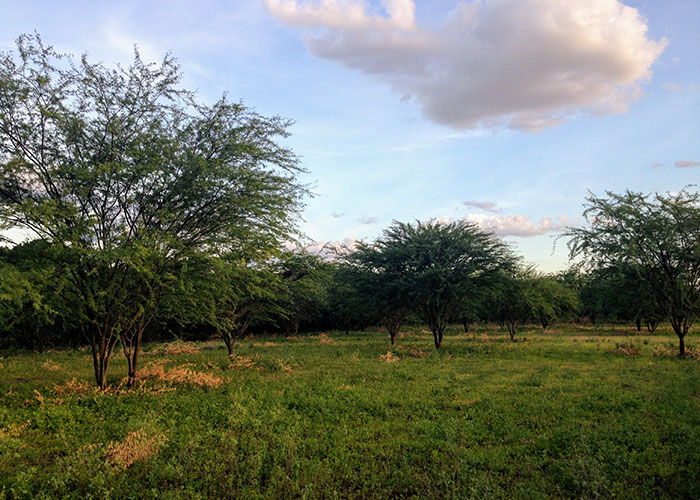 Para utilizar o simulador, é necessário apenas fazer um simples cadastro da área. (Foto: Ana Clara Rodrigues Cavalcante).