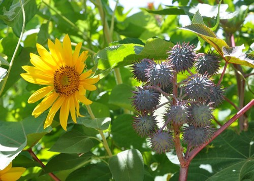 Girassol e mamona estão entre as 15 espécies vegetais propostas para compor os sistemas. (Foto: Fernanda Birolo).