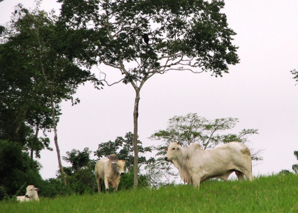 Inserção de árvores mais adequadas recupera pastagem e melhora produção. (Foto: Carlos Maurício).
