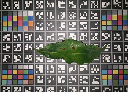 São quase três mil fotografias digitais das principais culturas de interesse comercial, como soja, café, arroz, feijão, trigo, milho e frutíferas, entre outras. (Foto: Bernardo Halfed).