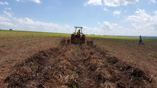 A palhada remanescente, ou seja, o palhiço serve como cobertura do solo, maximizando os benefícios proporcionados pelo aumento do teor de matéria orgânica. (Foto: Divulgação).
