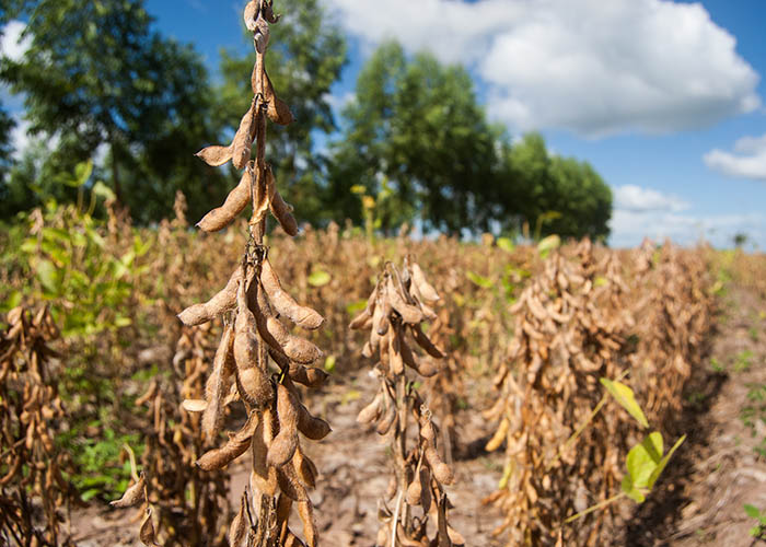 O balanço nutricional da lavoura de soja no Piauí e Maranhão pode ser feito em segundos. (Foto: Vinicius Braga).