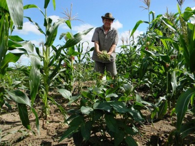 Agricultura familiar terá disponibilidade de recursos da linha para investimentos