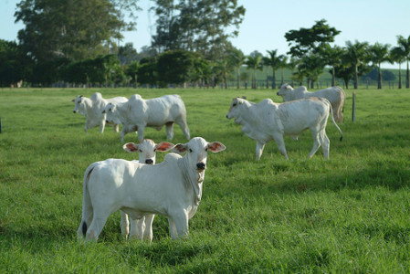 pecuaria-bezerros