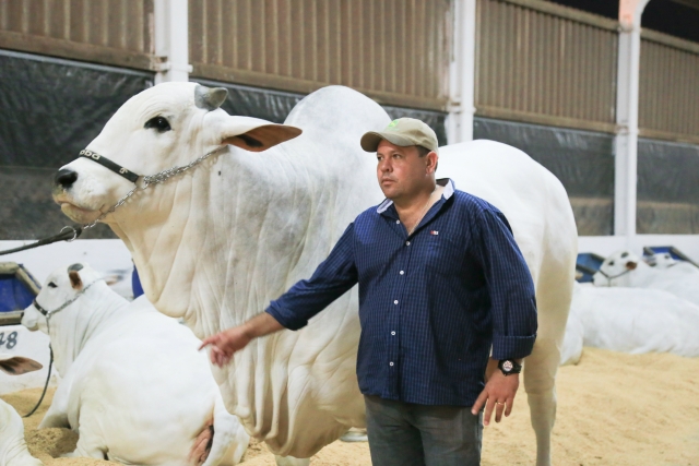Ramão Pedroso ao lado do animal Objuan, avaliado em R$ 2,5 milhões e o primeiro do ranking nacional Nelore (Foto:Eder Gonçalves)