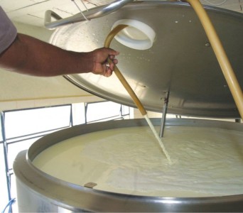 Mato Grosso do Sul ocupa a 15ª posição no ranking nacional de captação de leite
