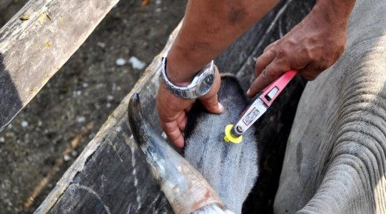 Decisão deve representar um incremento na economia com a liberação deste mercado, podendo ainda vislumbrar a liberação das exportações para o Chile, já que aquele País costuma acompanhar as decisões da UE (Foto: divulgação)