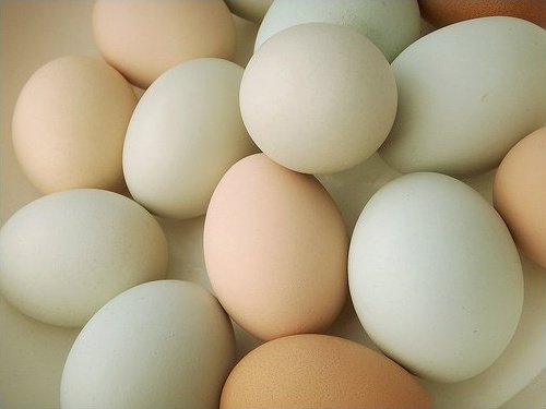 ovos