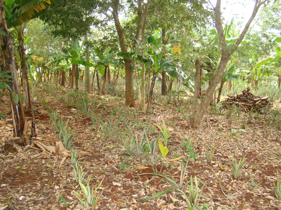 embrapa-agroecologia_por_christiane_comas-3