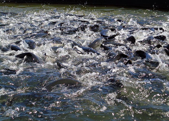 Cuidados para minimizar as perdas com temperaturas baixas e grandes variações de temperatura devem ser iniciados ainda no verão. (Foto: Foto: Jefferson Christofoletti).
