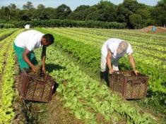 Hortaliças orgânicas produzidas na região de Dourados. (Foto: Ana Lucia Ferreira).