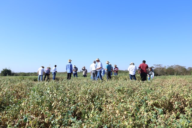 Embrapa Agropecuária Oeste realiza pesquisas com grâo de bico e lentilha. (Foto: Christiane_Comas).