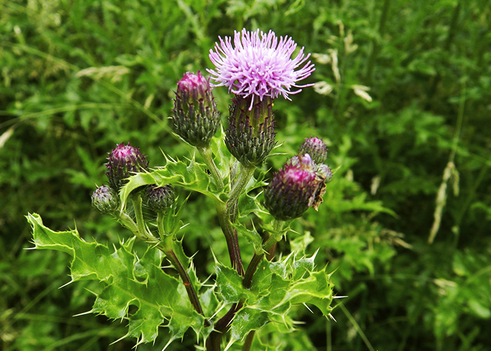 A planta dainha Cirsium arvense prejudica trigo,soja, aveia e milho. (Foto: Justin Anthony Groves)
