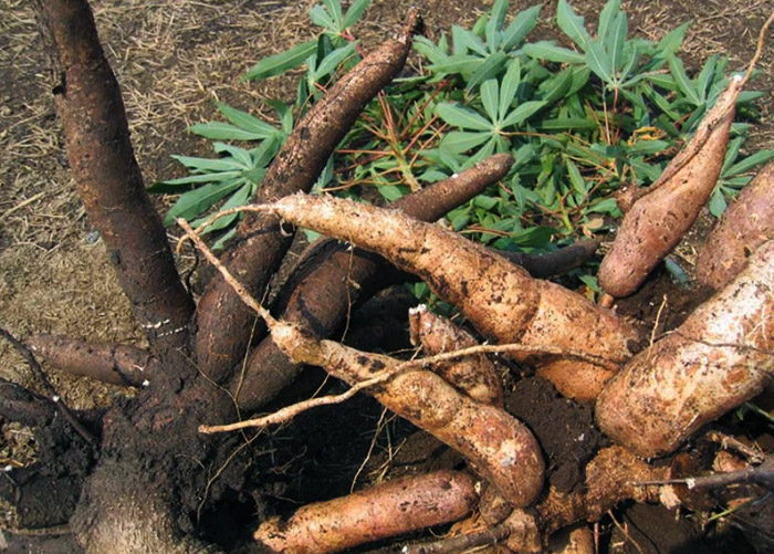 Mandioca no pantanal é alternativa para alimentação de galinhas . (Foto: Nicoli Dichoff).