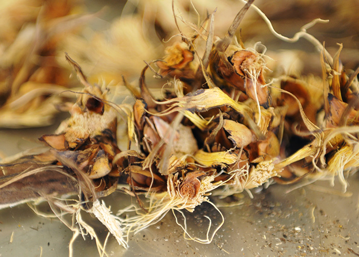Engaço de dendê utilizado como matéria-prima das nanofibras. (Foto: Zineb Benchekchou)