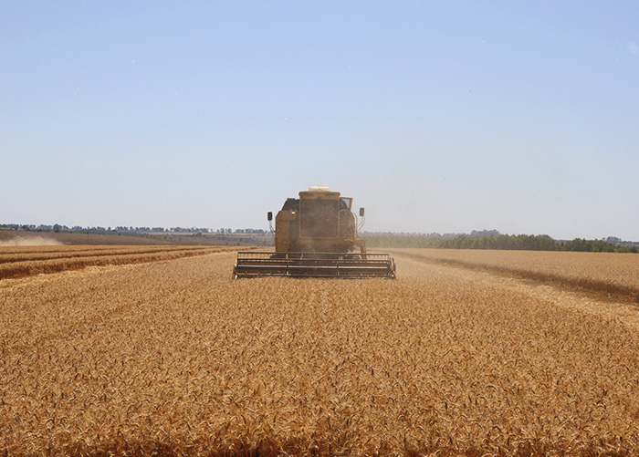 Produção foi de 139,8 sacas por hectare (sacas/ha), ou 8.388 quilos por hectare (kg/ha) de grãos, enquanto a média nacional é de 46,66 sacas/ha ou 2.800 kg/ha. (Foto: Fabiano Bastos).