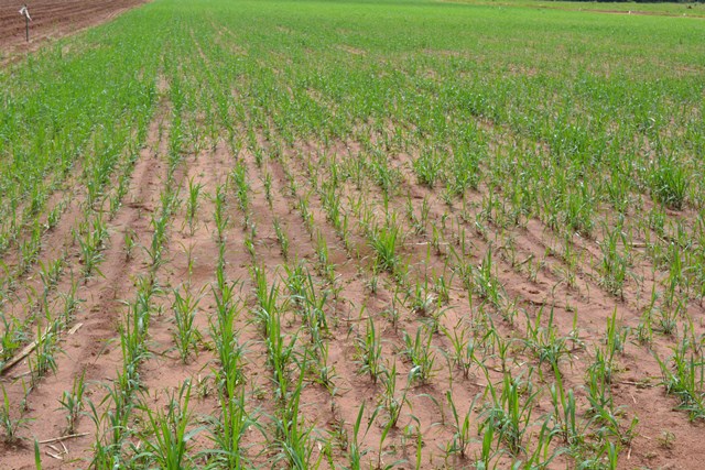 Atualmente, 52% dos canaviais da Agrícola estão instalados em ambientes restritivos classificados na escala D e E. .(Laiza Vieira).