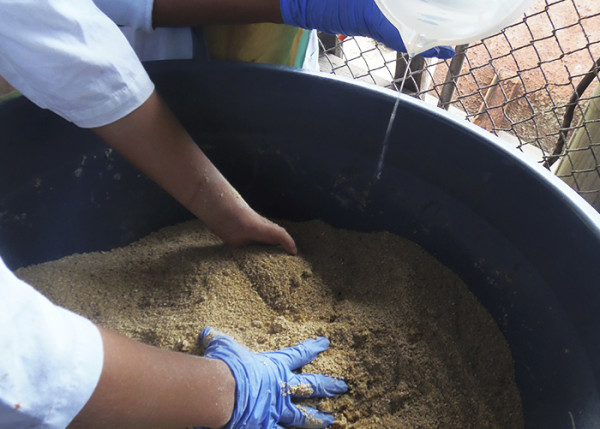O estudo faz parte de um projeto maior, liderado pela pesquisadora da Embrapa Cheila Boijink, voltado não apenas ao controle desse parasito, mas também ao desempenho zootécnico do tambaqui. (Foto: Jony Dairiki).
