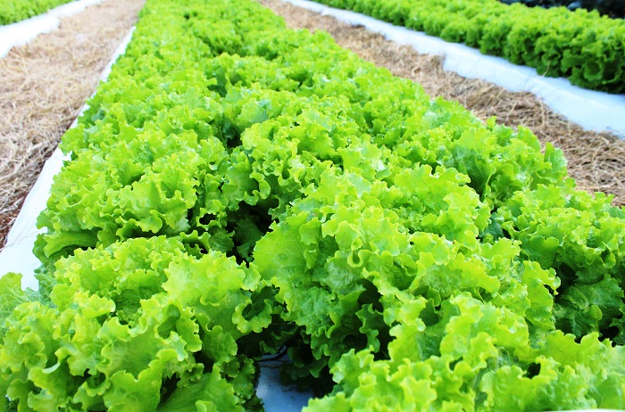 A alface BRS Mediterrânea também se destaca pelo vigor no crescimento vegetativo, sendo, em média, sete dias mais precoce que as cultivares comerciais no mercado. (Foto: Ítalo Ludke).