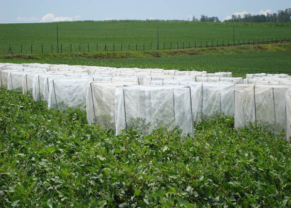 A primeira cultivar de soja com tolerância ao ataque de percevejos foi registrada pela Embrapa e estará disponível no mercado nas próximas safras. (Foto: Clara Beatriz Hoffmann).