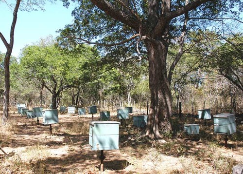 No experimento, essa área foi mensurada periodicamente por meio de mapeamento dos favos, em colônias expostas a diferentes condições: totalmente ao sol, sob coberturas construídas com palha de babaçu, coberturas de tela sombrite e com a sombra de árvores. (Foto: José Maria Vieira Neto).