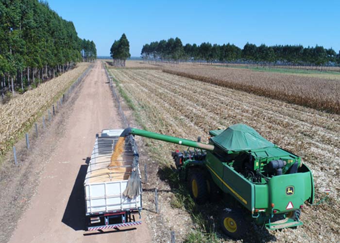 Integrar lavoura, pecuária e floresta diversifica investimentos e reduz riscos financeiros ao produtor - Foto: Gabriel Faria.