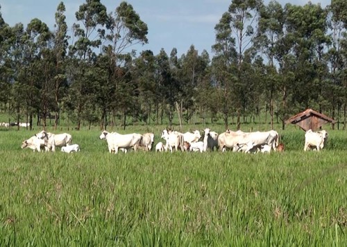 Fazenda Flor Roxa conseguiu plantar em solo arenoso após uso do ILP. (Foto: Décio de Assis).