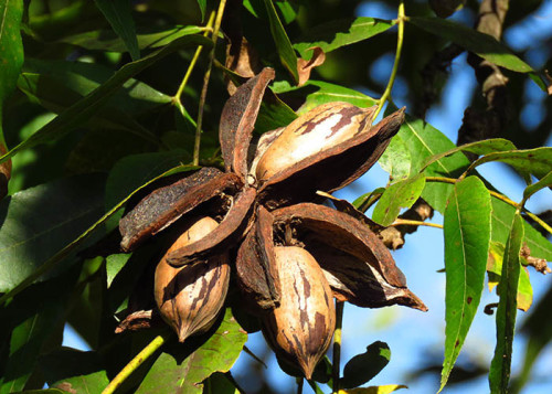 A nogueira-pecã é uma das poucas culturas alternativas para a entressafra de outras frutíferas no Brasil. A sua colheita ocorre no meses de abril e maio. É uma ótima opção para diversificação da propriedade rural. - (Foto: Carlos Martins).