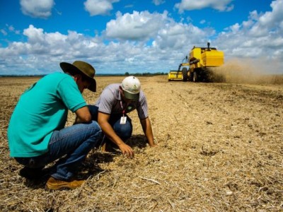 Crédito rural é utilizado para financiar produção agrícola e pecuária no Brasil 